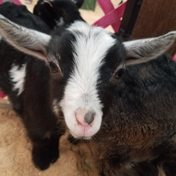 Meet your Posher, Megam - Picture 1 of 1